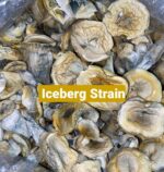 Mushroom- multiple strain available - Image 4