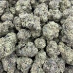 LA Candy license indoor
